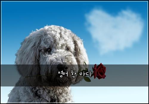 영어 한 마디