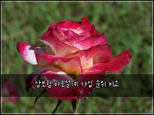 암보험 바로설계  가입 순위 비교