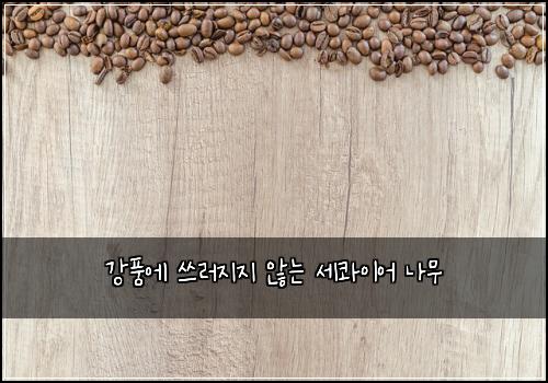 강풍에 쓰러지지 않는 세콰이어 나무