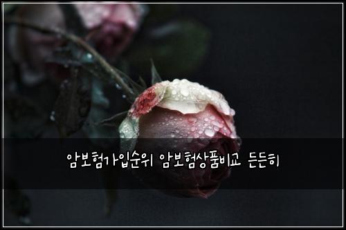 암보험가입순위 암보험상품비교 든든히