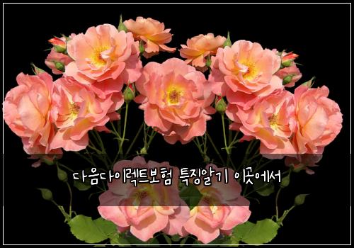다음다이렉트보험 특징알기  이곳에서