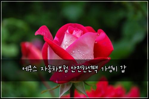 에쿠스 자동차보험 안전한선택  가성비 갑