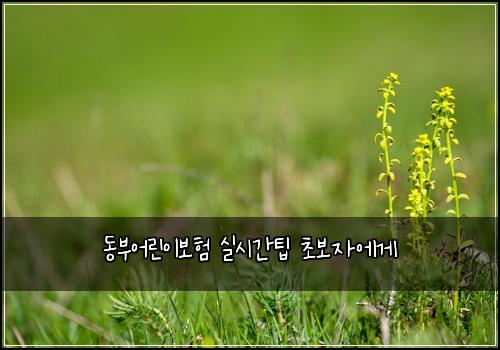 동부어린이보험 실시간팁  초보자에게