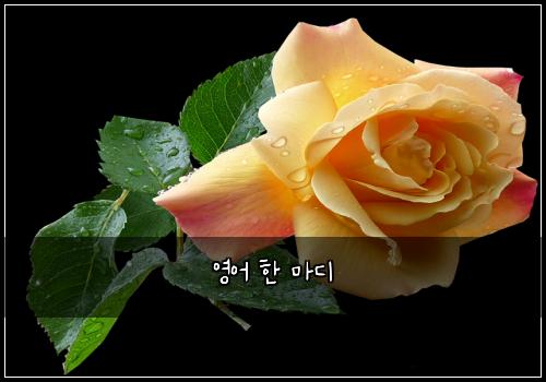 영어 한 마디