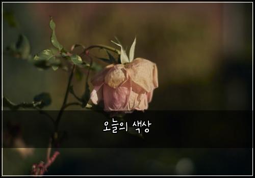 오늘의 색상