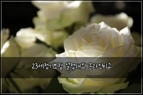 23세정기보험 설정해요  온라인비교