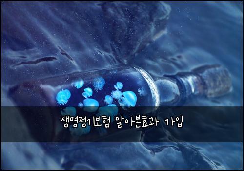 생명정기보험 알아본효과  가입