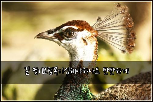 길 정기보험꼭가입해야하나요 탄탄하게