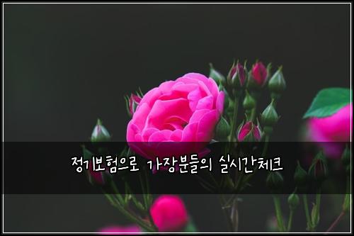 정기보험으로 가장분들의 실시간체크