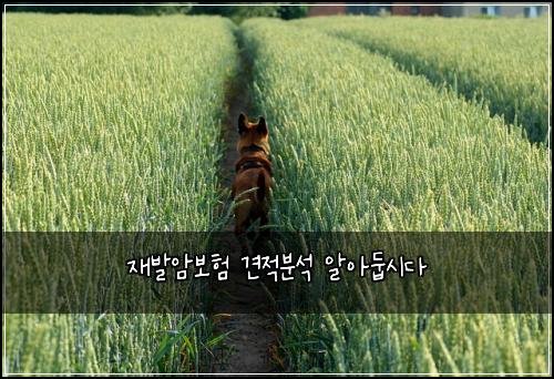 재발암보험 견적분석  알아둡시다