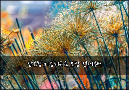 암보험 가입해둬요  보장 언제부터