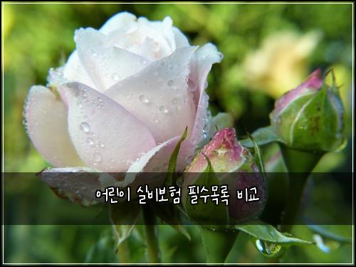 ์ด๋ฆฐ์ด ์ค๋น๋ณดํ ํ์๋ชฉ๋ก ๋น๊ต