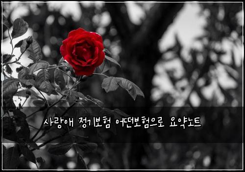 사랑애 정기보험 어떤보험으로 요약노트