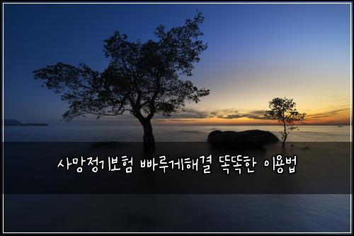 사망정기보험 빠루게해결  똑똑한 이용법