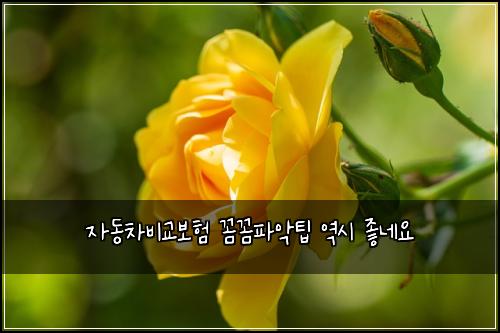 ์๋์ฐจ๋น๊ต๋ณดํ ๊ผผ๊ผผํ์
ํ ์ญ์ ์ข๋ค์
