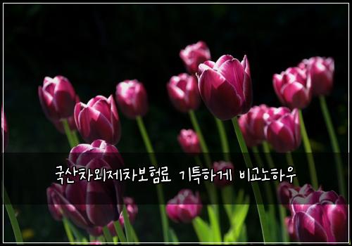국산차외제차보험료 기특하게 비교노하우
