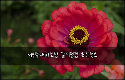 서민우대차보험 같이점검  최신정보