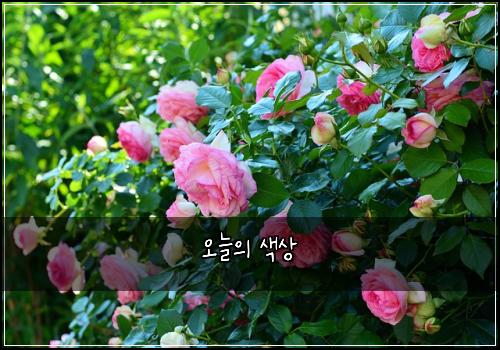 오늘의 색상
