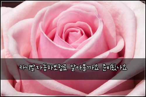 카니발자동차보험료 알아볼까요 준비됬나요