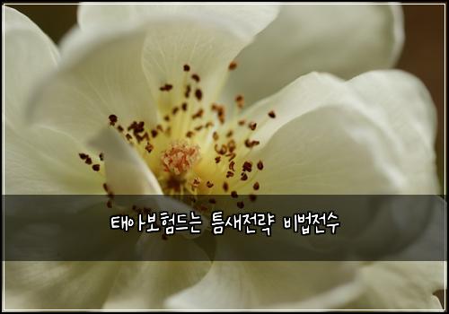 태아보험드는 틈새전략 비법전수
