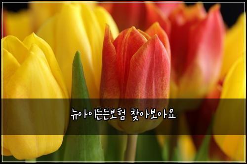 뉴아이든든보험 찾아보아요 