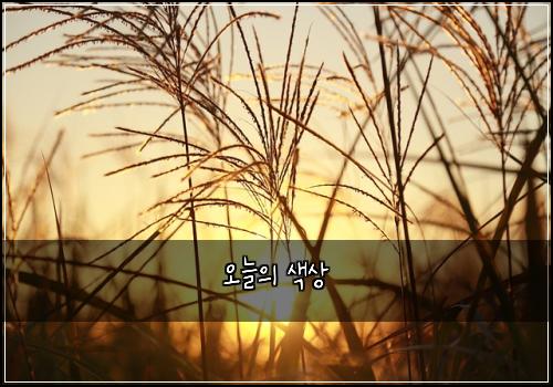 오늘의 색상