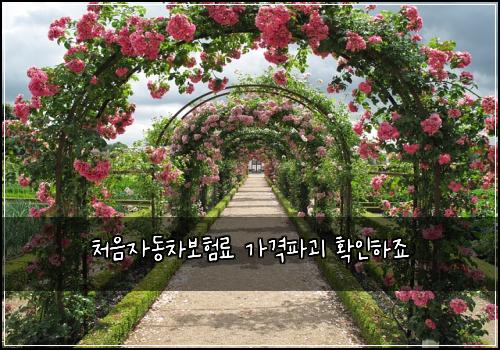 처음자동차보험료 가격파괴 확인하죠