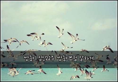 쌍둥이 임신22주 쌍둥이보험 알차게 