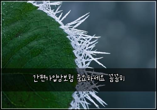 간편가입암보험 중요하세요  꼼꼼히