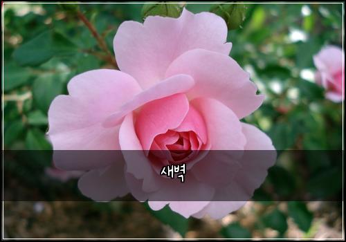 새벽