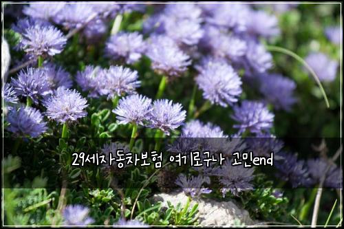 29세자동차보험 여기로구나  고민end