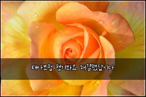 태아보험 챙겨봐요  해결했답니다