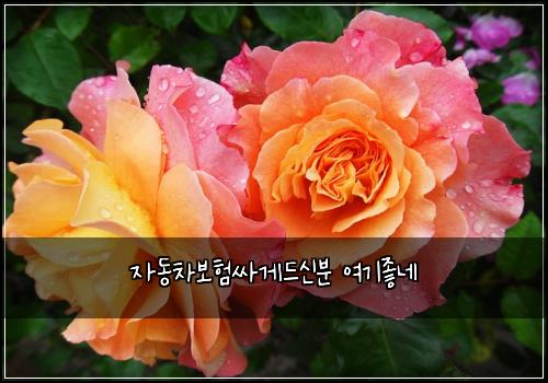 자동차보험싸게드신분 여기좋네