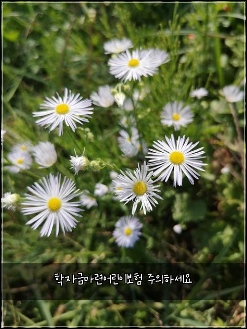 학자금마련어린이보험 주의하세요 