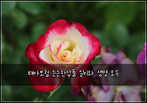 태아보험 든든한상품  실비와 생명 모두