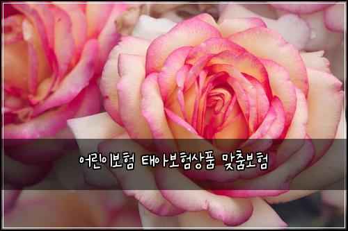 μ΄λ¦°μ΄λ³΄ν νμ보νμν λ§μΆ€λ³΄ν
