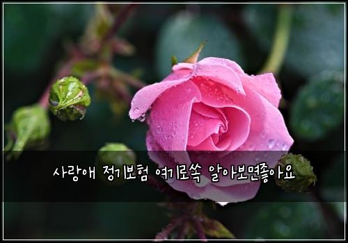 사랑애 정기보험 여기로쏙  알아보면좋아요