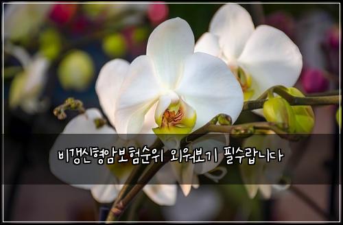 비갱신형암보험순위 외워보기 필수랍니다