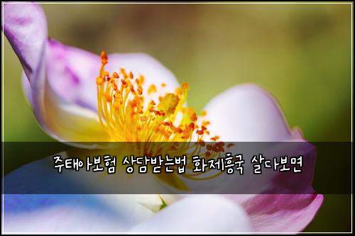 주태아보험 상담받는법  화제흥국 살다보면