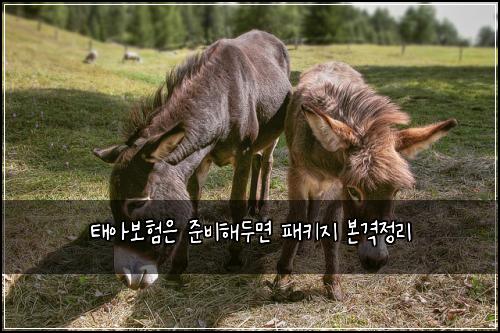 ํ์๋ณดํ์ ์ค๋นํด๋๋ฉด ํจํค์ง ๋ณธ๊ฒฉ์ ๋ฆฌ
