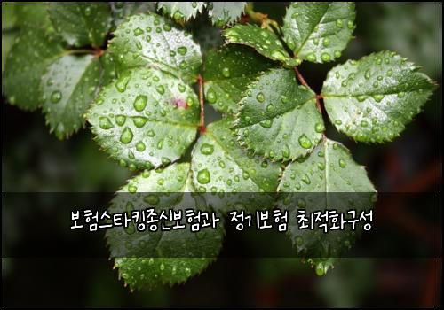 보험스타킹종신보험과 정기보험 최적화구성