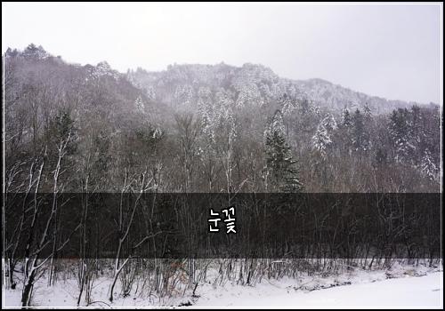 눈꽃