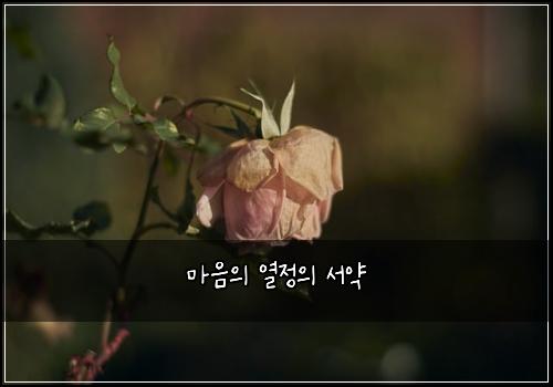 마음의 열정의 서약