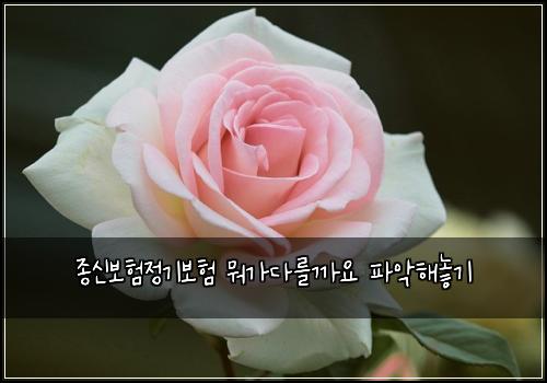 종신보험정기보험 뭐가다를까요 파악해놓기