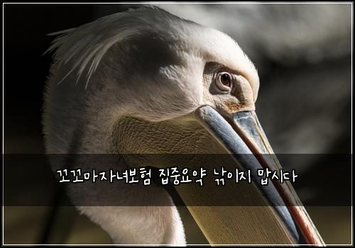 꼬꼬마자녀보험 집중요약  낚이지 맙시다