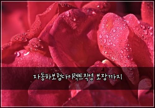 자동차보험다이렉트직영 보장까지