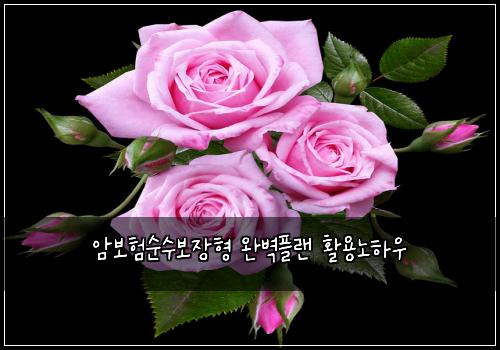암보험순수보장형 완벽플랜 활용노하우