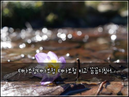 태아보험태아보험 태아보험 비교 꼼꼼지침서