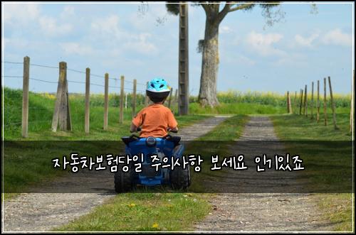 자동차보험당일 주의사항 보세요 인기있죠