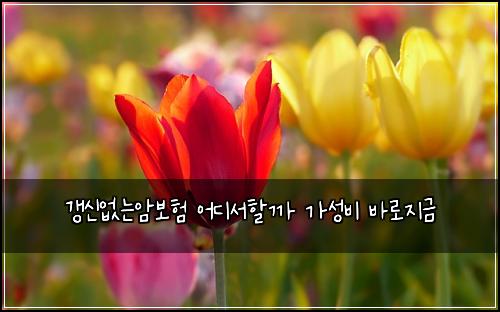 갱신없는암보험 어디서할까  가성비 바로지금